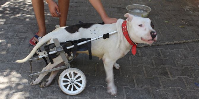 'Bella' yürüteçle hayata tutundu