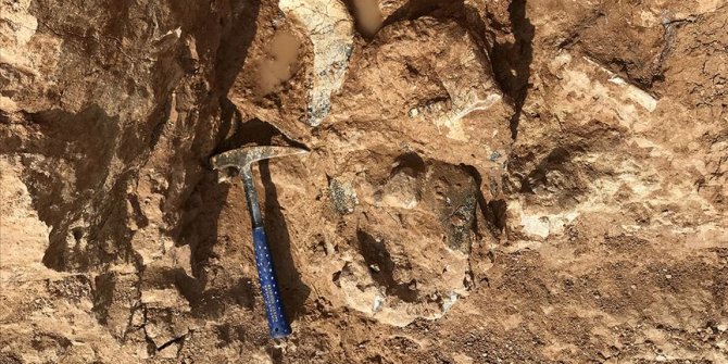 'Dünyanın en büyük papağanı'nın kalıntıları bulundu