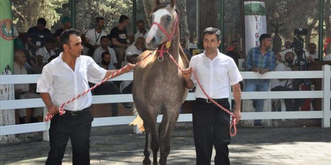 Safkan Arap taylarından 3 milyon 675 bin lira gelir
