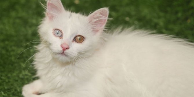 Van'ın 'Nazlı' kedisi 10 yavru doğurdu