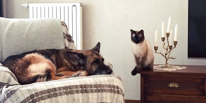 Kedi ile köpeğin dostluğu görenleri şaşırtıyor