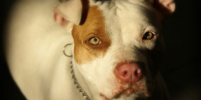 Pitbull cinsi köpekler neden saldırıyor?