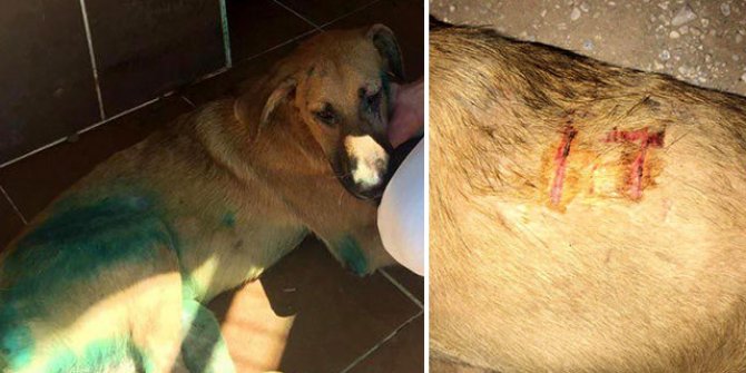 Köpeğe işkence yapıp, vücuduna kesici alet ile 'it' yazdılar