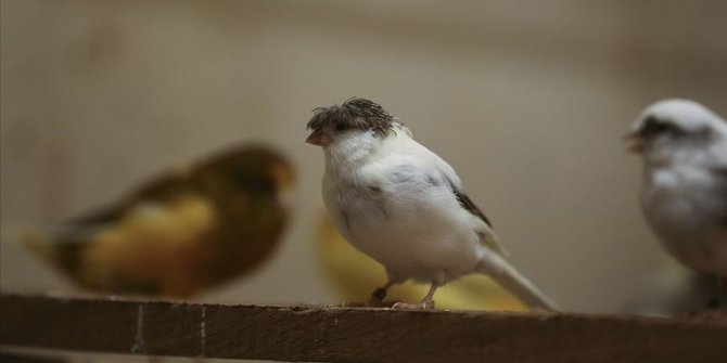Kuşlarını güzellik yarışmalarına hazırlıyor