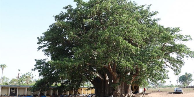 Senegal'de 18 asırlık 'heybetli Baobab' ağacı