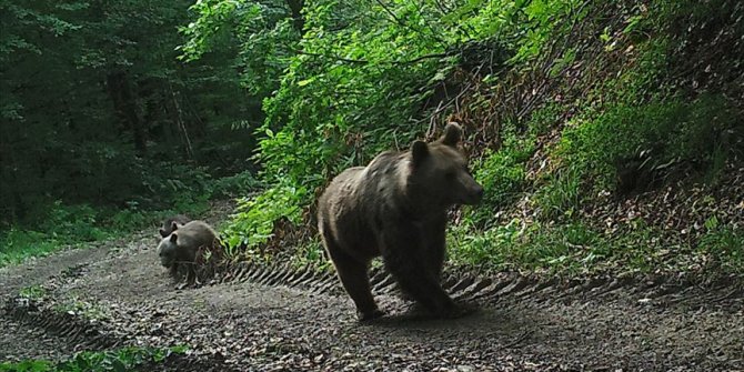 Fotokapan ve GPS'li tasmalarla yaban hayatı kontrol altında