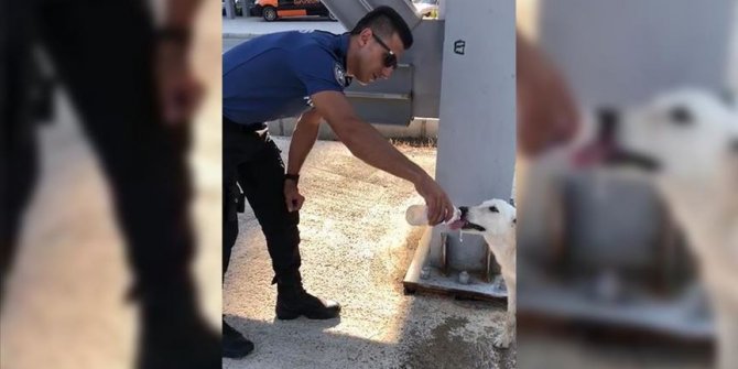 Polisin sokak köpeğine merhameti takdir topladı