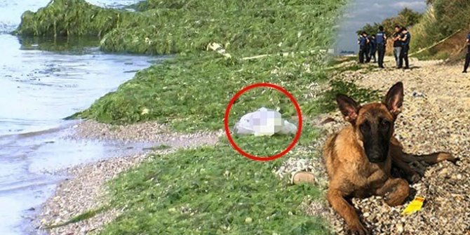 Köpeğin ısrarlı havlaması dehşeti ortaya çıkardı
