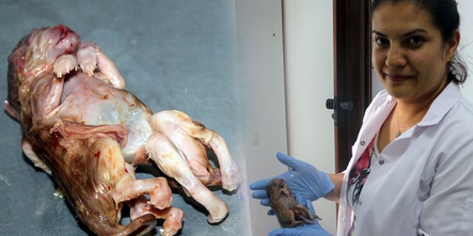 İki vücutlu tek kafalı kedi yavrusu görenleri şaşırttı!