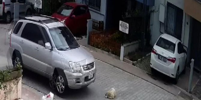 Tam bir vicdansızlık: Köpek feci şekilde can verdi
