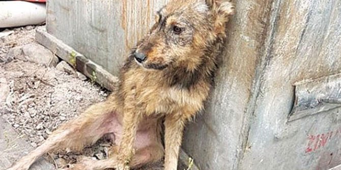 Barınakta vahşet! Fotoğraflarla belgelendi... ‘Aç kalanlar ölenleri yiyordu’