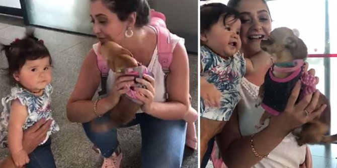Sevimli köpek 'Barbie'den havalimanında gülümseten karşılama