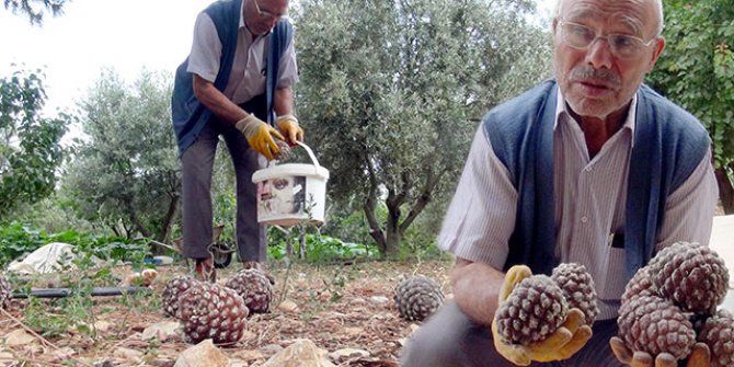 Gölgesi için diktiği ağaçtan para kazandı