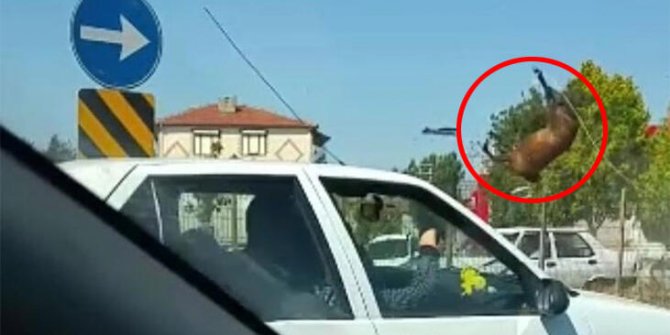 Eskişehir'de feci kaza: Yüzlerce kiloluk at böyle uçtu!