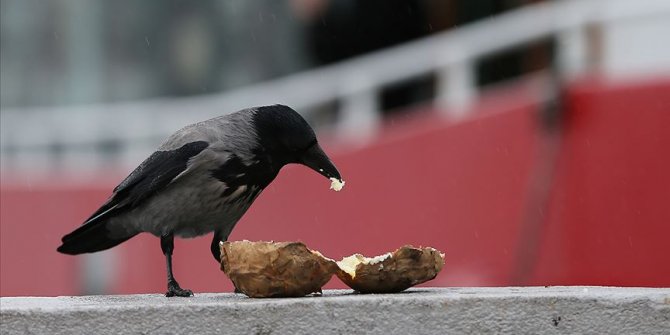 Fast food kargaların da kolesterolünü artırdı