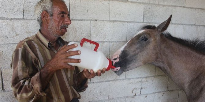 Annesi ölen tayı biberonla besliyor