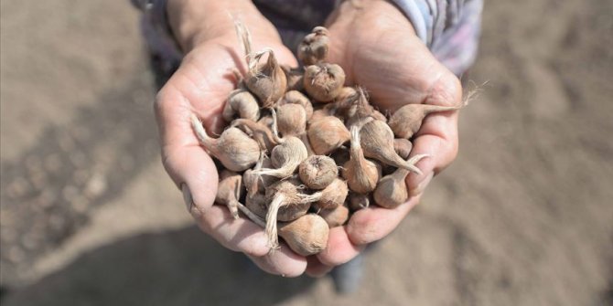 'Mucize bitki' safranda hedef 20 kilogram