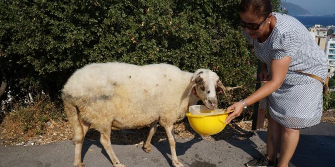 Temizlik işçileri çöp toplarken koyun buldu