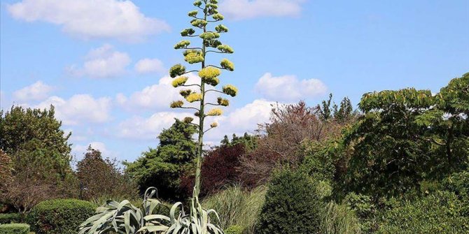 Agave yıllar sonra İstanbul'da çiçek açtı