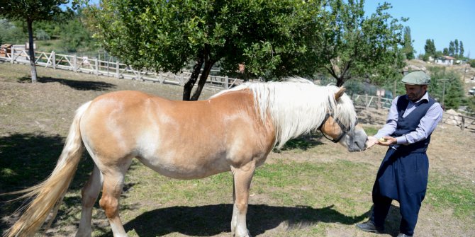 Altındağ Altınköy'de fayton atları