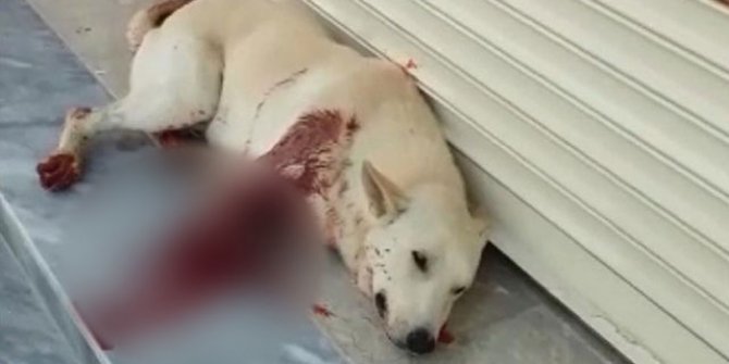 Sesinden rahatsız olduğu köpeği av tüfeği ile vurdu