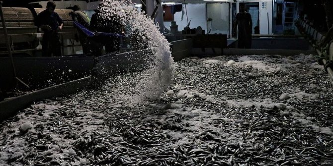 Karadeniz'de 'istavrit' bereketi