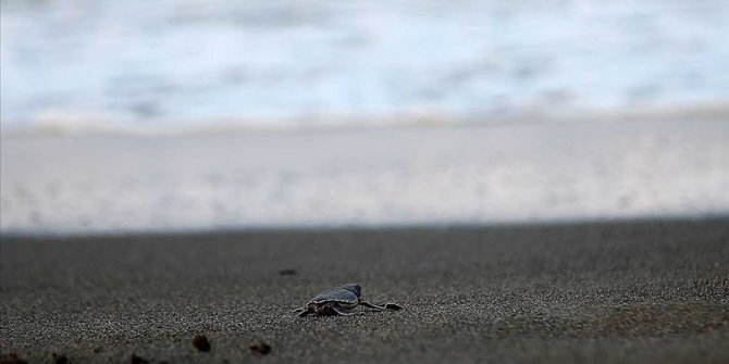 Hatay'da yeşil kaplumbağalar denizle buluştu