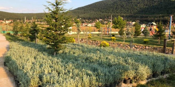 Çamlıdere'ye İzmir'den 10 bin adet lavanta geldi