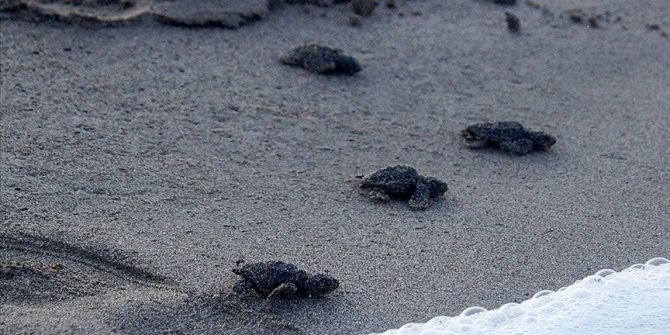Kum tepeleriyle ünlü Patara carettaların da yuvası