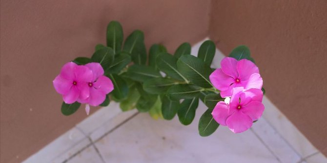 Beton duvarda açan linda çiçeği şaşırtıyor