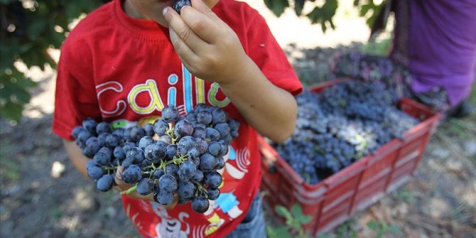Kalecik'te üzüm festivali düzenlenecek