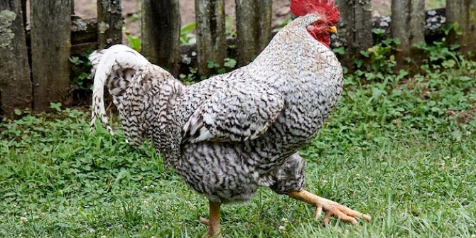 Horoz kümeste yumurta toplayan yaşlı kadını öldürdü