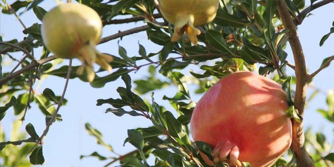 'Oğuzeli narı'na coğrafi işaret tescili