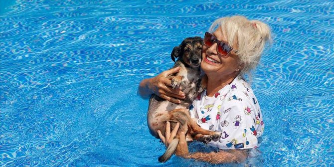 Havuzlu villasını 85 köpeğe açtı