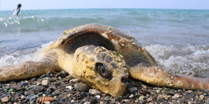 Caretta carettayı çekiçle yaralamışlar