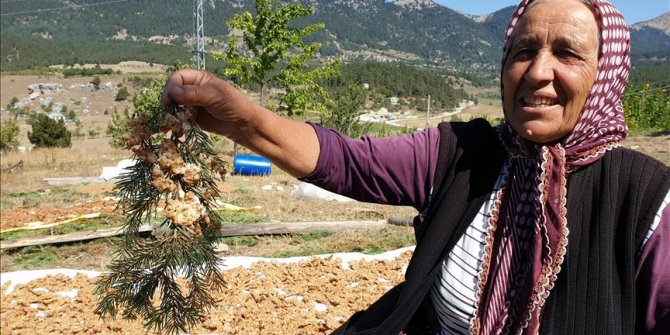 Çukurovalı kadınların tarhana mesaisi başladı