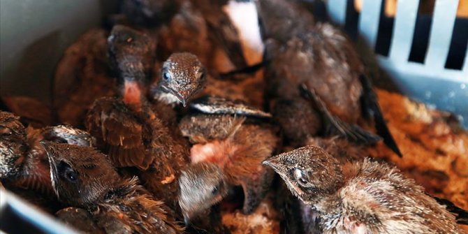 Ebabil yavrularını besleyecek gönüllü aranıyor