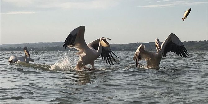 Avladığı balıkları pelikanlarla paylaşıyor