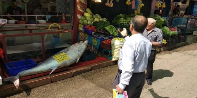 Elazığ'da, 241 kiloluk orkinos satışa çıkarıldı