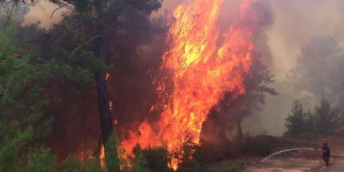 Muğla'da orman yangını