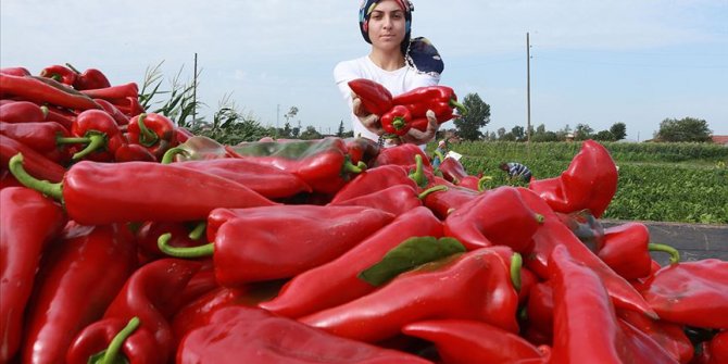 Bafra Ovası'nın kırmızı biberleri toplanmadan alıcı buluyor