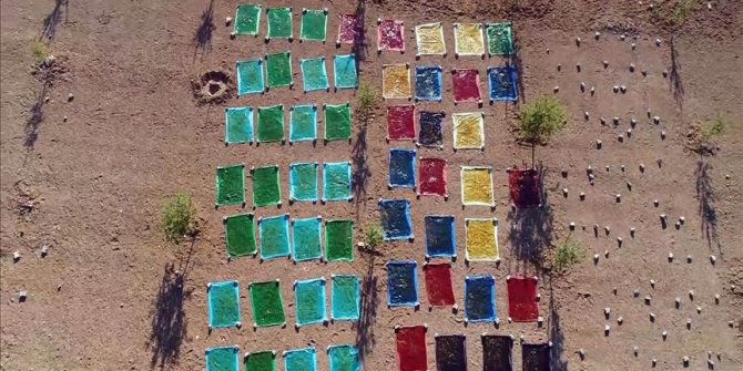 'Azezi üzümü'nün şifalı lezzetlere yolculuğu başladı