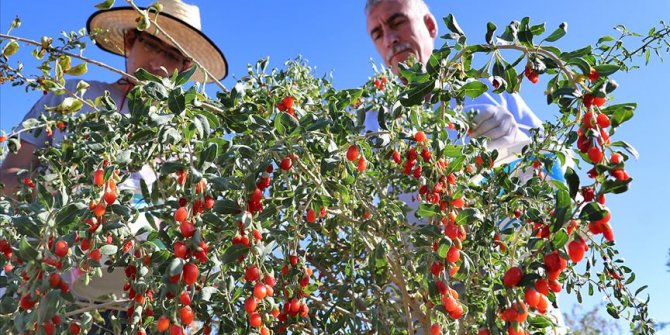 Şifa niyetine 'goji berry' yetiştiriciliğine başladı