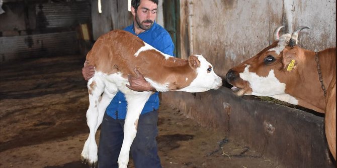 Üç ayaklı 'Şifa'ya bebek gibi bakım