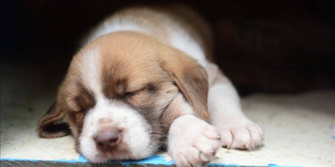 'Fıstık' ve yavruları okulun maskotu oldu