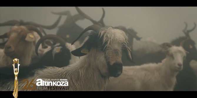 Çukurova'da 'Altın Koza' heyecanı