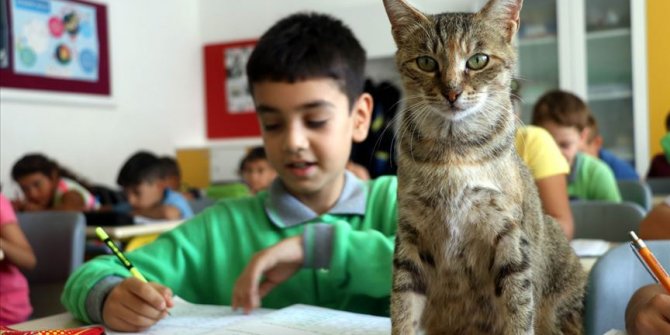 Derslere giren kedi 'Tarçın' teneffüslerde yavrularıyla ilgileniyor