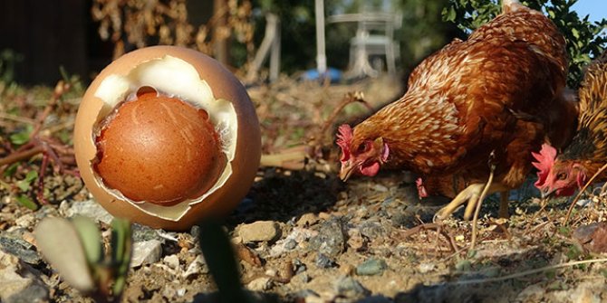 Yumurtanın içinden yumurta çıktı