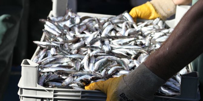 Karadeniz'de hamsi bolluğu balıkçıları sevindirdi