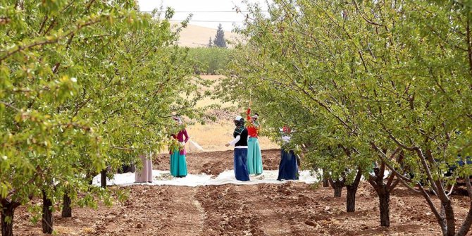 GAP çiftçisinin bademe ilgisi artıyor